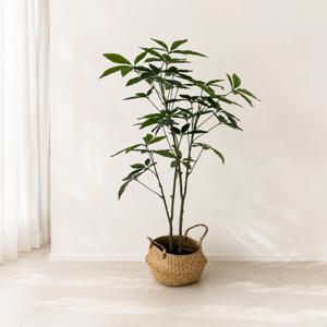 파키라 나무 조화 화분 생화같은 대형 조화화분