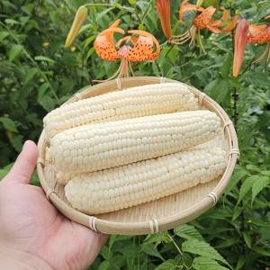 산지직송 국산 프리미엄 미백 찰옥수수