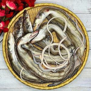 당일조업 손질 바다장어 특대 a eel