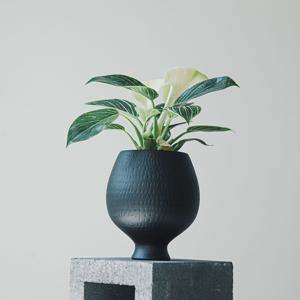 버킨콩고(중) 루체 비안코