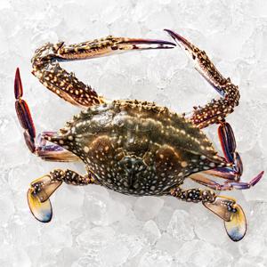 제철 꽃게 1kg 가을 봄 산지직송 숫꽃게 암꽃게