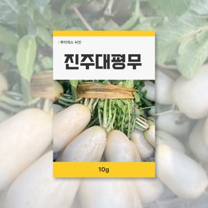진주대평무 씨앗 10g 뿌리채소 씨앗 새싹 키우기