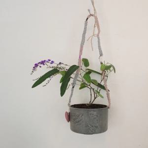 보라싸리 행잉화분 벽걸이 화분 행잉플랜트