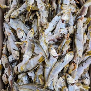 국내산 산지직송 햇 고노리멸치 1.5kg 곤어리 육수용 국물용 멸치