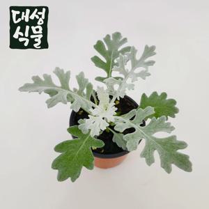 백묘국 설국 국화 노지월동 다년생 소품 크리스마스 실내공기정화식물