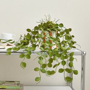 디시디아 덩굴식물 식재 세라믹화분 40cm