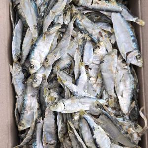 남해안 햇 디포리멸치 1.5kg 밴댕이 육수용 국물용 멸치