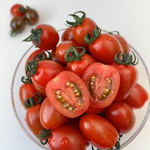 TEMU [무료배송]달콤한 망고향 스윗마토 스테비아방울토마토 1kg