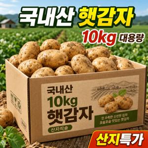 [한정특가] 26년 국내산 햇 감자 감자 9kg+1kg M / 신선한 산지직송 신선배송