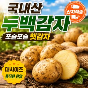 TEMU [특가] 2026년 국내산 두백감자 햇감자 (등급: 대) 1650g 개당 약 80-120g 기준