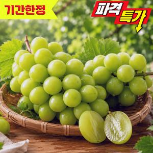 TEMU 산지직송 고당도 씨없는 샤인머스켓 포도