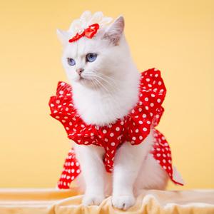 TEMU 여아 드레스, 웨딩 드레스, 튤 스커트, 고양이 옷, 의상, 프린트 보우 타이, 애완 동물 의류, 플러터 소매, 봄, 여름, 가을, 겨울, 멋지다, 편안함, 귀여움, 강아지 옷, 케이크 스커트
