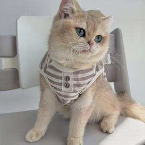1개 애완견 강아지 고양이 옷 봄 가을 여름 얇은 애완동물 조끼 숏헤어 테디 비콘 포메라니안 푸들 소형견 고양이 옷