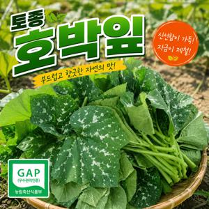 여름 밥상 필수 토종 조선호박잎