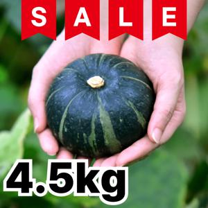 [초고당도] 달콤포슬 제주 미니밤호박 보우짱 못난이 4.5kg