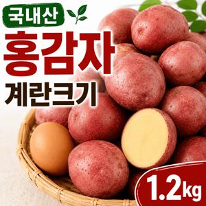 국내산 홍감자 카스텔라 붉은 속노란 감자 1kg(대) 계란크기 홍감자