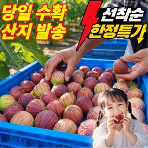 [당일수확] 산지직송 초고당도 영암 무화과 당일수확, 1박스, 홍무화과 1kg