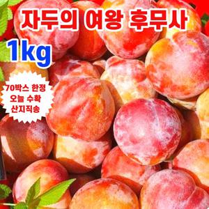 고당도 후무사 자두 1kg(특)