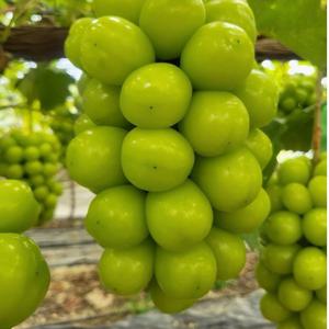 (2KG/전국최저가)[15BRIX]프리미엄 샤인머스켓 청포도 고당도 2kg