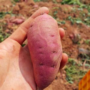 꿀뚝뚝 달콤한 국내산 베니하루카 꿀고구마 2kg(대)
