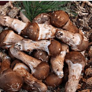 [테무최저가] 깊은 자연의 솔향, 생 참 송이버섯 가정용500g - 닭고기 식감의 고품격 버섯 , 결대로 찢어서 먹는 참 송이버섯