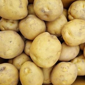 올해 수확! 제철 감자! 포슬포슬 분나는 햇 수미감자 3kg(대/요리용)