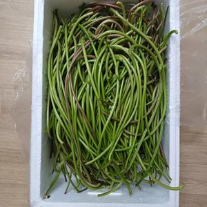 (2kg특가)고구마순 잎제거 잎포함 26년 햇 고구마순