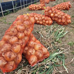 [초신선]산지직송 아삭아삭 단단 햇양파 4.5kg(중)
