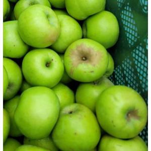 [아오리 사과 5kg 쥬스용]아삭한 청사과 쥬스용 대용량 박스포함
