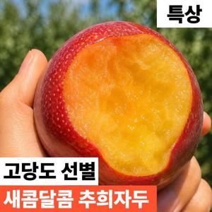 [새벽수확] 새콤달콤 추희자두 제철과일