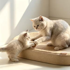 1개 튼튼한 고양이 스크래치 보드, 사계절에 적합한 내장형 모래 상자, 운동 및 휴식에 적합한 고양이 발톱 관리 장난감, 고양이를 위한 완벽한 선물