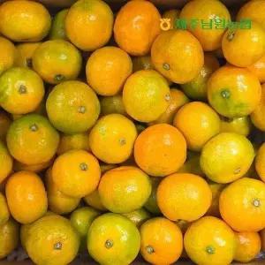 [셀러허브]제주남원농협 산지직송 제주 고당도 하우스 감귤 소과 2.5kg (실중량) (S50803507)