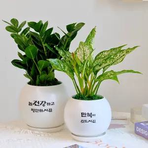 [풍수인테리어] 달항아리 자유문구 맞춤인쇄 개업 화분 보석금전수 안시리움 스노우사파이어