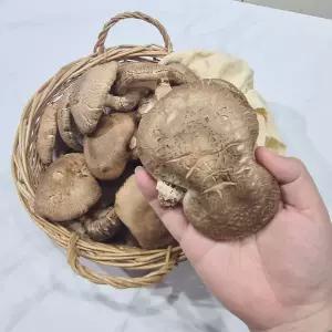 국내산 생표고버섯 못난이 5kg(실속) 대용량