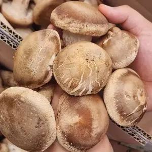 국내산 특품 표고버섯 2kg