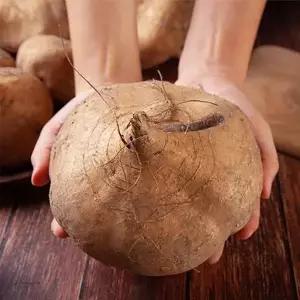 [셀러허브][베트남 수입] 프리미엄 생 히카마 10kg (S50790706)