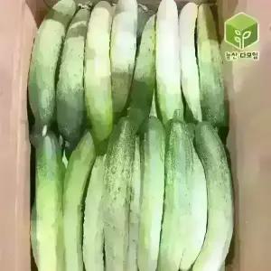 오이 백오이 백다다기오이 상 10kg