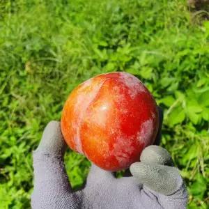 제철 가을 추희자두 5kg 새콤달콤 대과 왕자두 선물 세트 싱싱한과일 가을과일 로얄과