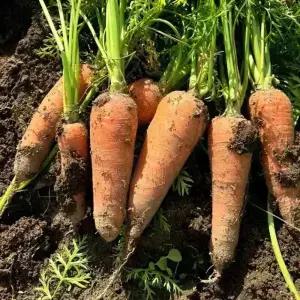 [품질보장] 아삭달큰 국내산 햇 흙당근 1kg (왕)