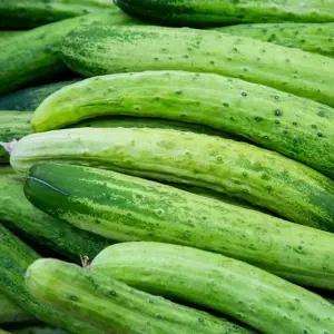 [산해직송]국내산 백오이 백다다기오이 / 5kg