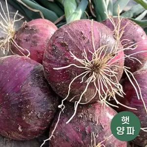 최상품 무안황토 햇 자색양파 5kg 중대혼합