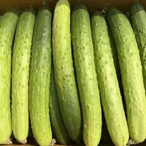 국내산 백오이 백다다기오이 5kg
