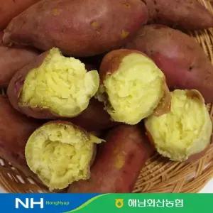 2026 화산농협 해남 황토 밤고구마 8kg
