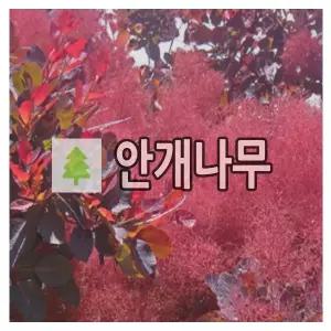 안개나무 묘목 자엽 로얄퍼플 120cm