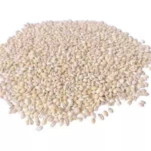 군산 흰찰쌀보리4kg 흰찰보리 찰보리 25년산 햇흰찰보리