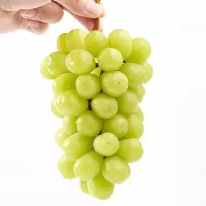 국내산 김천 고당도 샤인머스켓 4kg 6-7수