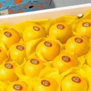 [산해직송] 제주 황금향 5kg / 13-19과 내외(+선물가방) 선물세트 제주도 만감류 추석 설날 명절 부모님