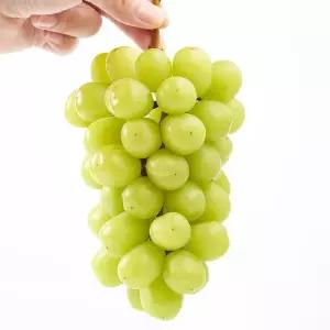 국내산 김천 고당도 샤인머스켓 4kg 6-7수