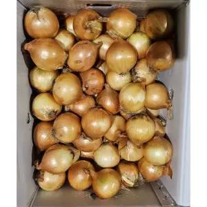 국내산 양파 대 5kg