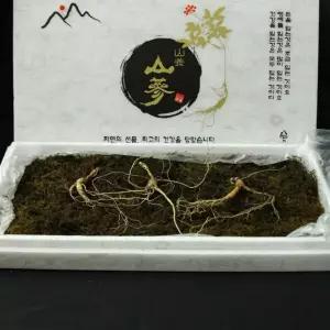 선물용 2뿌리 20년산 그대로 산양삼 이상 자연 / 프리미엄 정성으로 키운